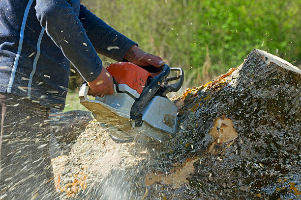 How Our Tree Care Process Works  in  Winter Park, FL